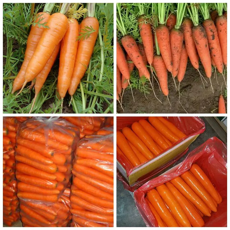 2021 New Carrot 150g & up Fresh Red Carrot