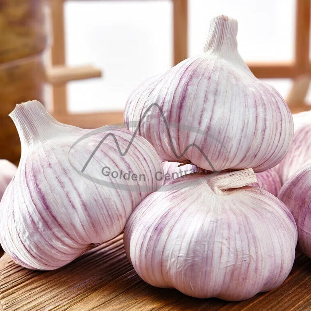 Top Quality Wholesale Fresh Solo Garlic in Mesh Bag