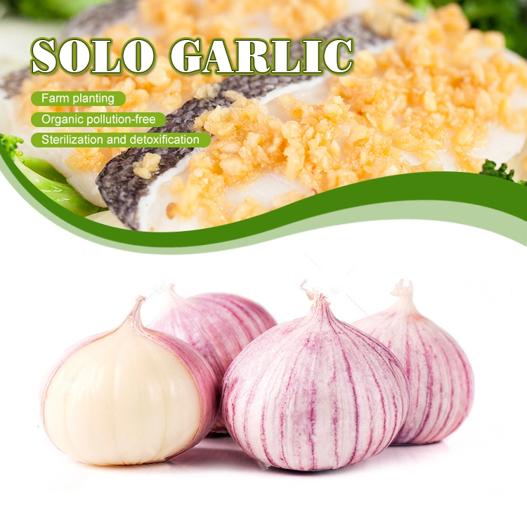 Top Quality Best Wholesale New Crop Fresh Solo Garlic Price From Yunnan Origin