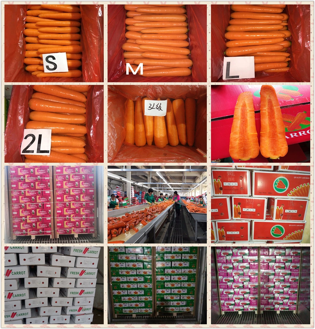 Wholesale Price Vitamin Sweet Carrot Vegetable Fresh Carrot