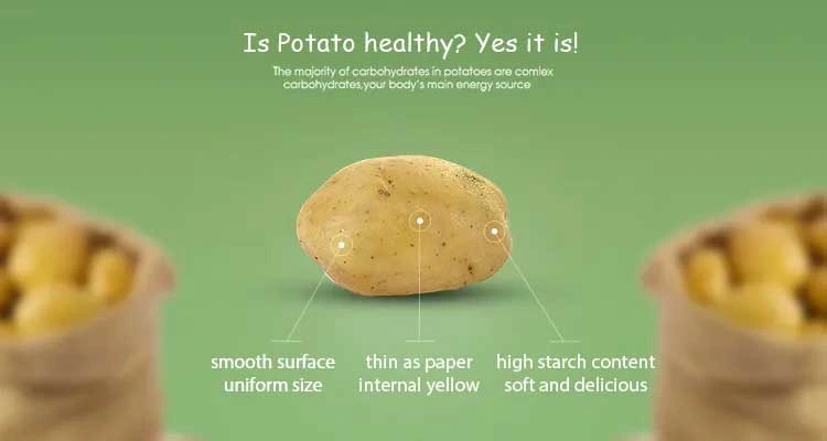 Good Quality Fresh Potato (250g and up) Good Quality Fresh Holland Potato