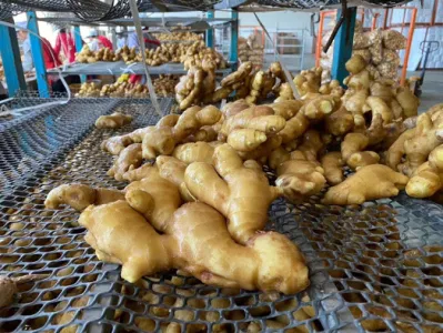 中国の新鮮な野菜のエアドライ生姜